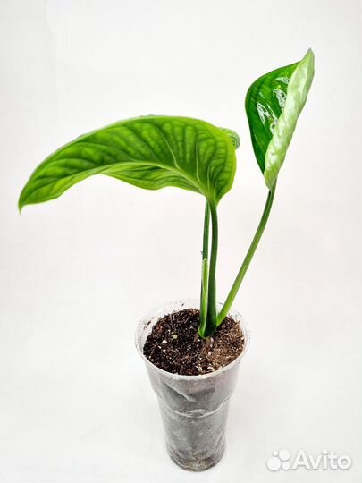 Монстера пиннатипартита