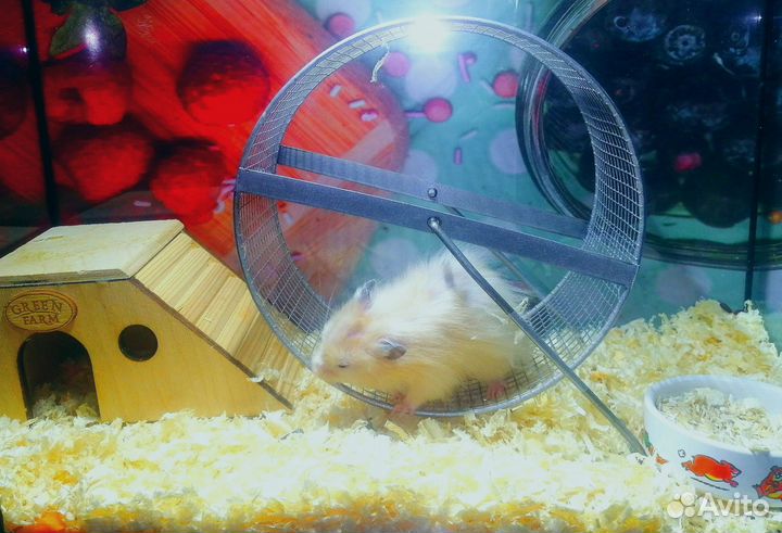 Сирийский хомячок. Ласковый, ручной, забавный