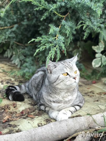 Кот на вязку