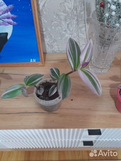 Комнатные цветы