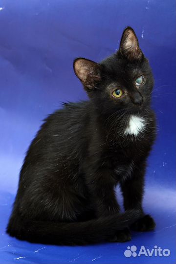 Маша, ищет дом, 2 месяца, лоток на 5+,здорова