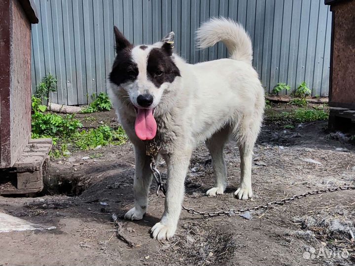 Собака в добрые руки