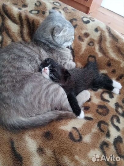Черный котенок вислоухий