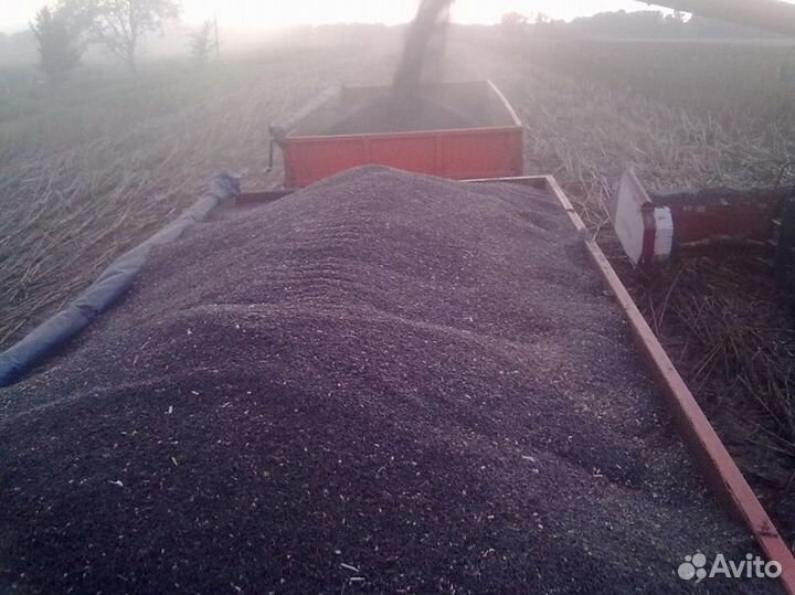 Требуется транспорт на уборку подсолнечника