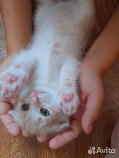 Кошечка вислоухая
