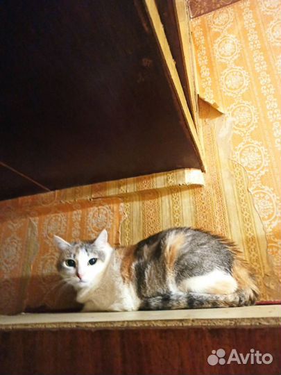 Кошки в беде