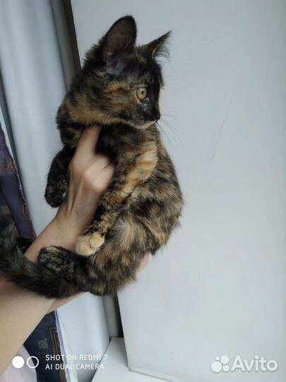 Кошки котята кошечки с доставкой