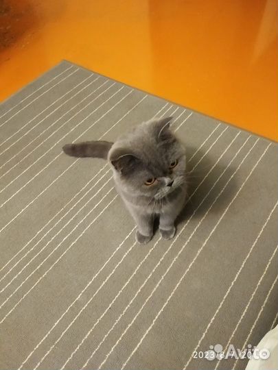 Кошка британка