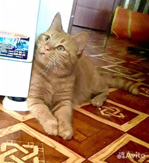 Кошка Рыжее Чудо в дар в добрые руки на счастье