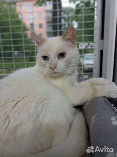 Кэльвин ищет дом