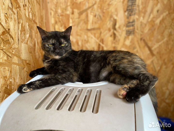 Кошка в дар бесплатно