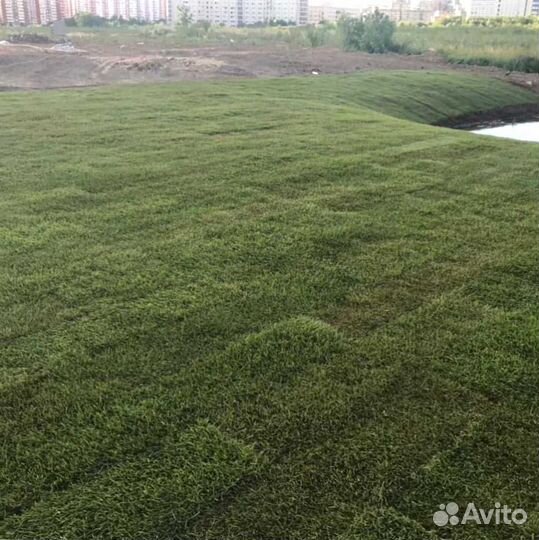 Газон посевной, укладка рулонного газона под ключ