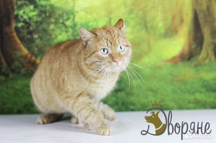 Ласковый котик Блинчик