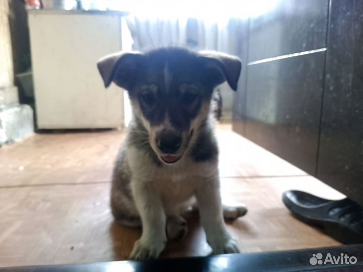 Очень добрые щенки