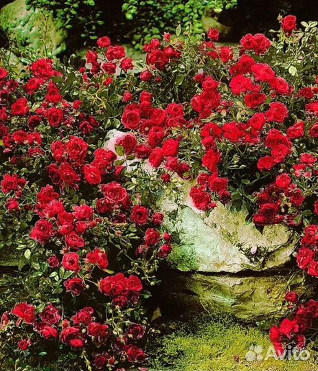 Роза Рэд Каскад