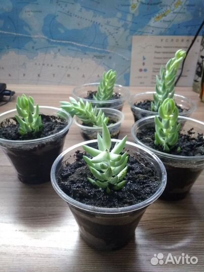 Седум Моргана / Очиток / Суккулент
