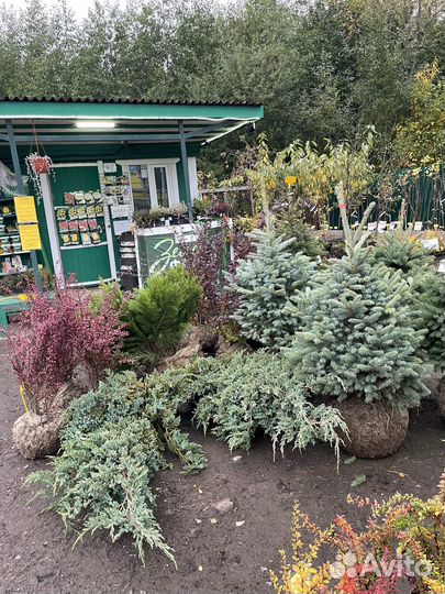 Саженцы. Деревья и кустарники. Зеленогорск