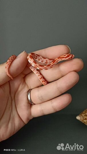 Маисовый полоз амель, самка