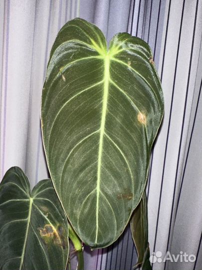 Филодендрон миланохризум