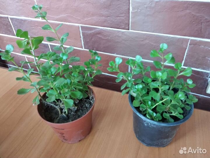 Почвопокровный очиток