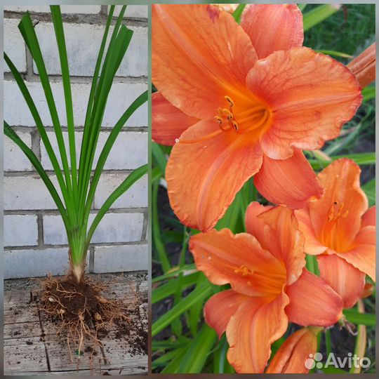 Саженцы лилейников