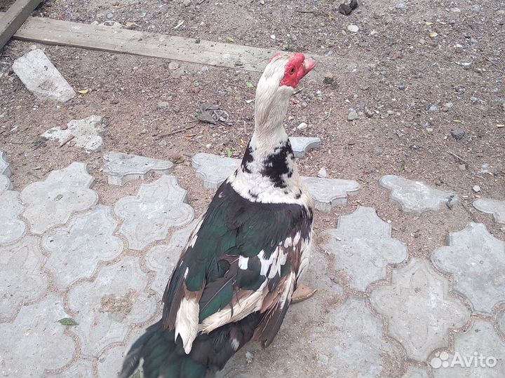 Мускусные утки 2тыс. Торг