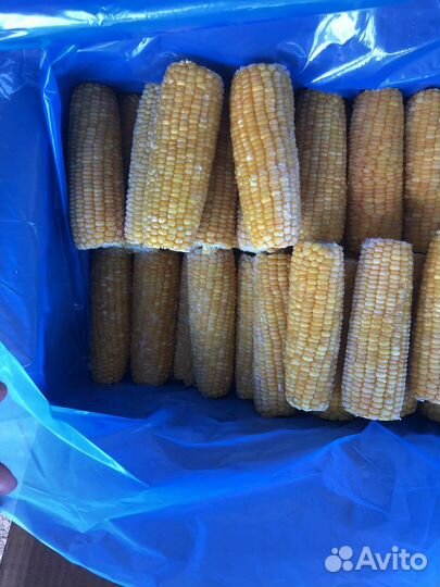 Сладкая кукуруза