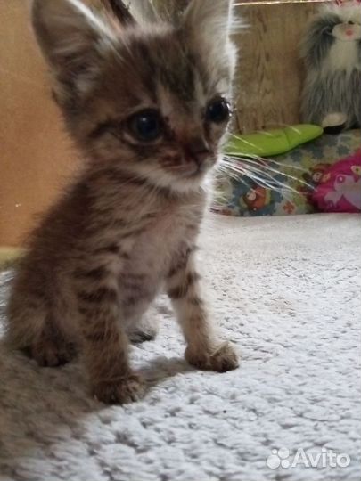 Котенок мальчик бесплатно