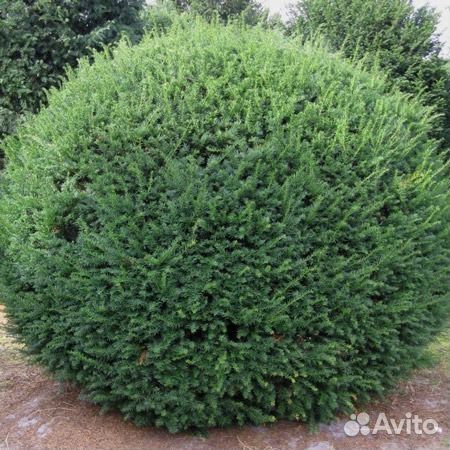 Тисс ягодный 