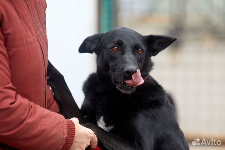 Собака из приюта