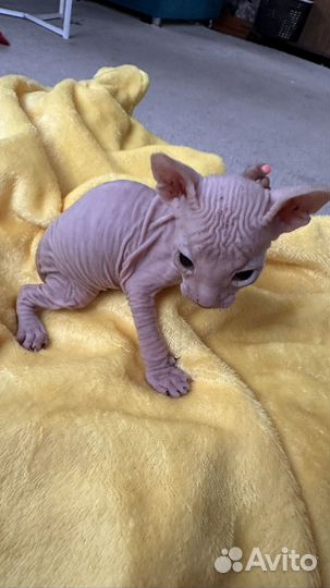Донской сфинкс котята