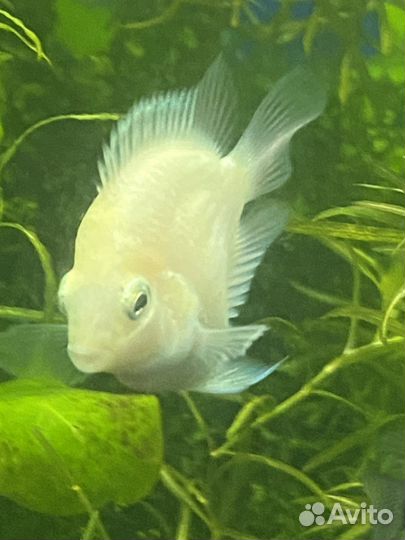 Рыба попугай