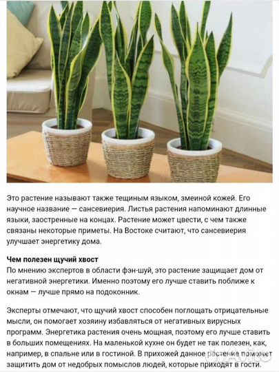 Сансевиерия Зейланика