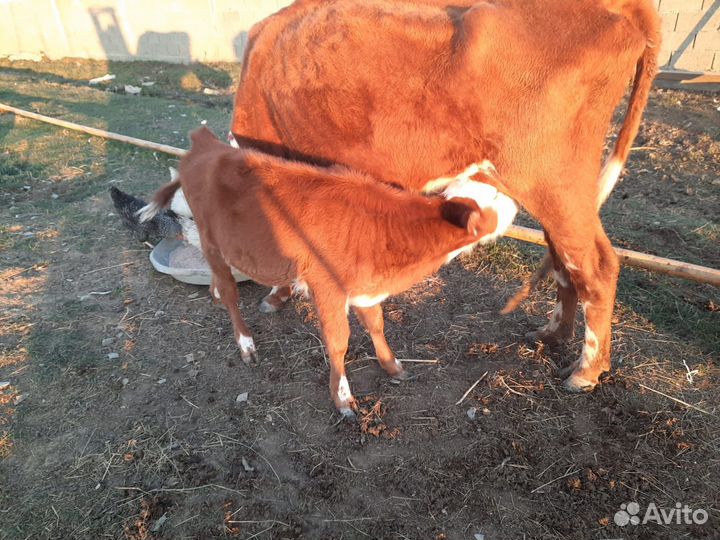 Корова с теленком