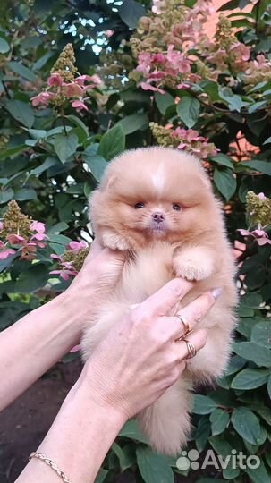 Кукольные Мальчики