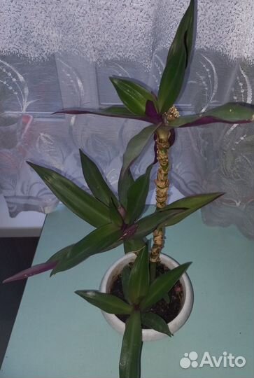 Традесканция. Комнатное растение