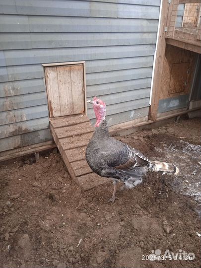 Индюк бронза