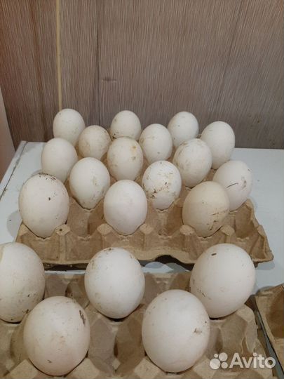 Яйцо гусиное