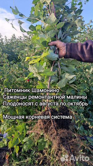 Саженцы ремонтантной малины Ежевики,малины