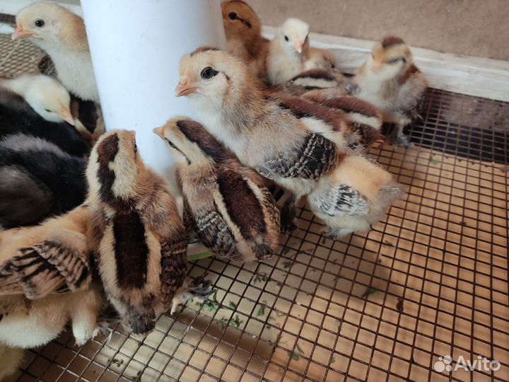 Бентамка ситцевая, Павловская белая.Яйцо и цыплята