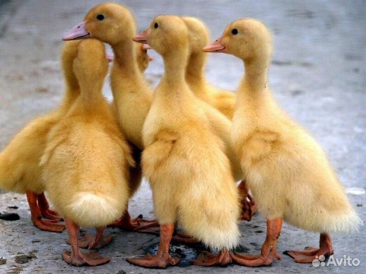 Домашняя птица