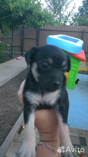 Той-терьер щенки