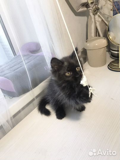 Котенок девочка