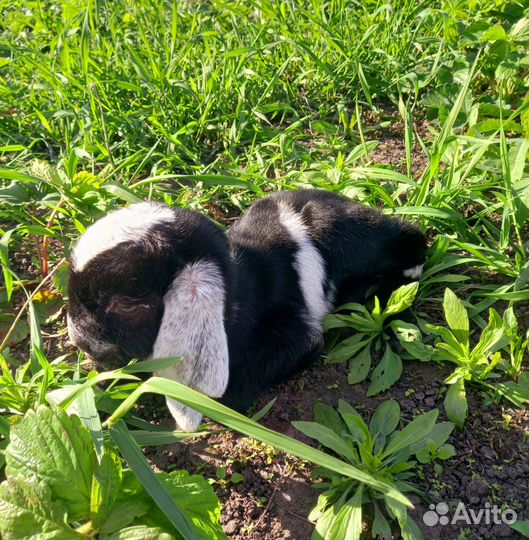 Англо- нубийские козлята