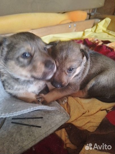 Отдам щенков в добрые руки бесплатно