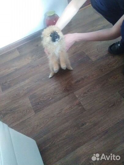 Шпицы разные. Доставка из Челябинска