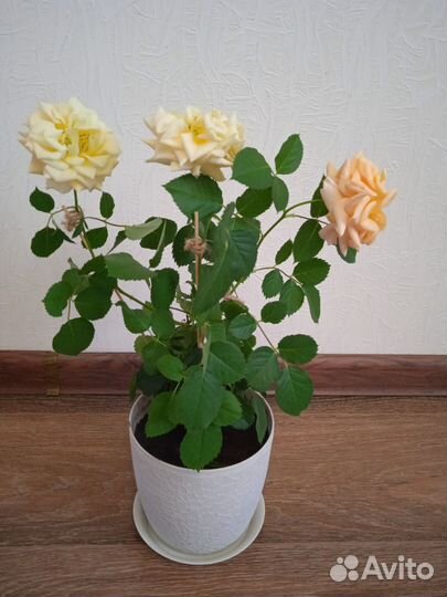 Роза комнатная домашняя