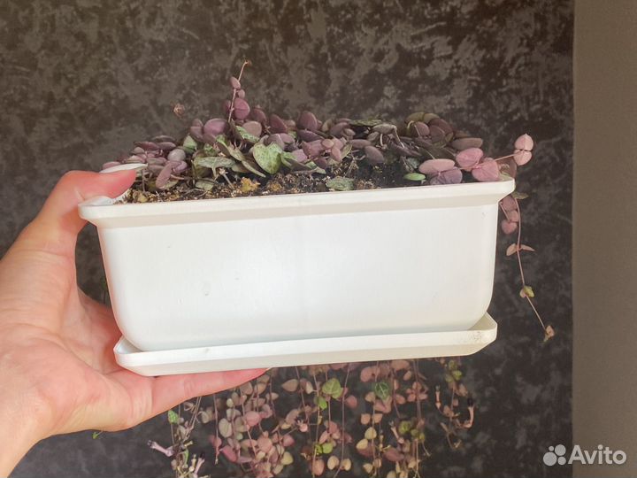 Церопегия вуда