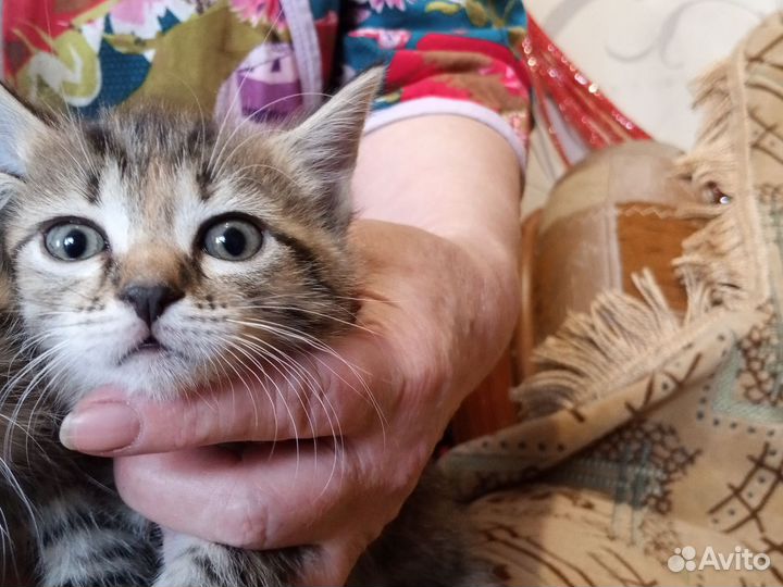 Курильский бобтейл