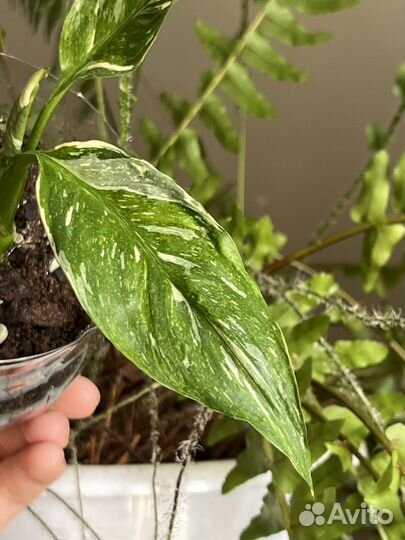 Спатифиллум вариегатный